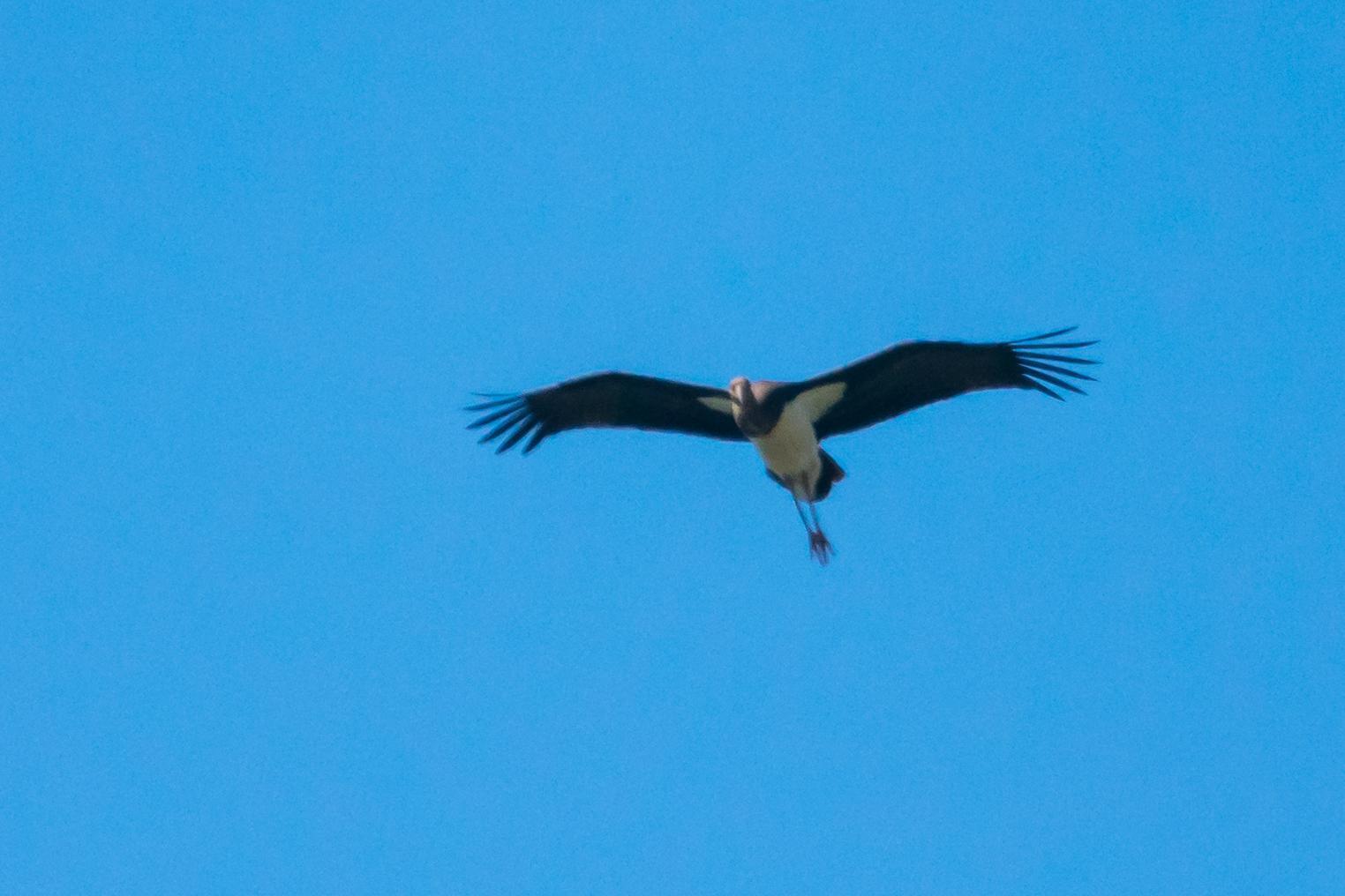 Black Stork Photo by Gerald Hoekstra