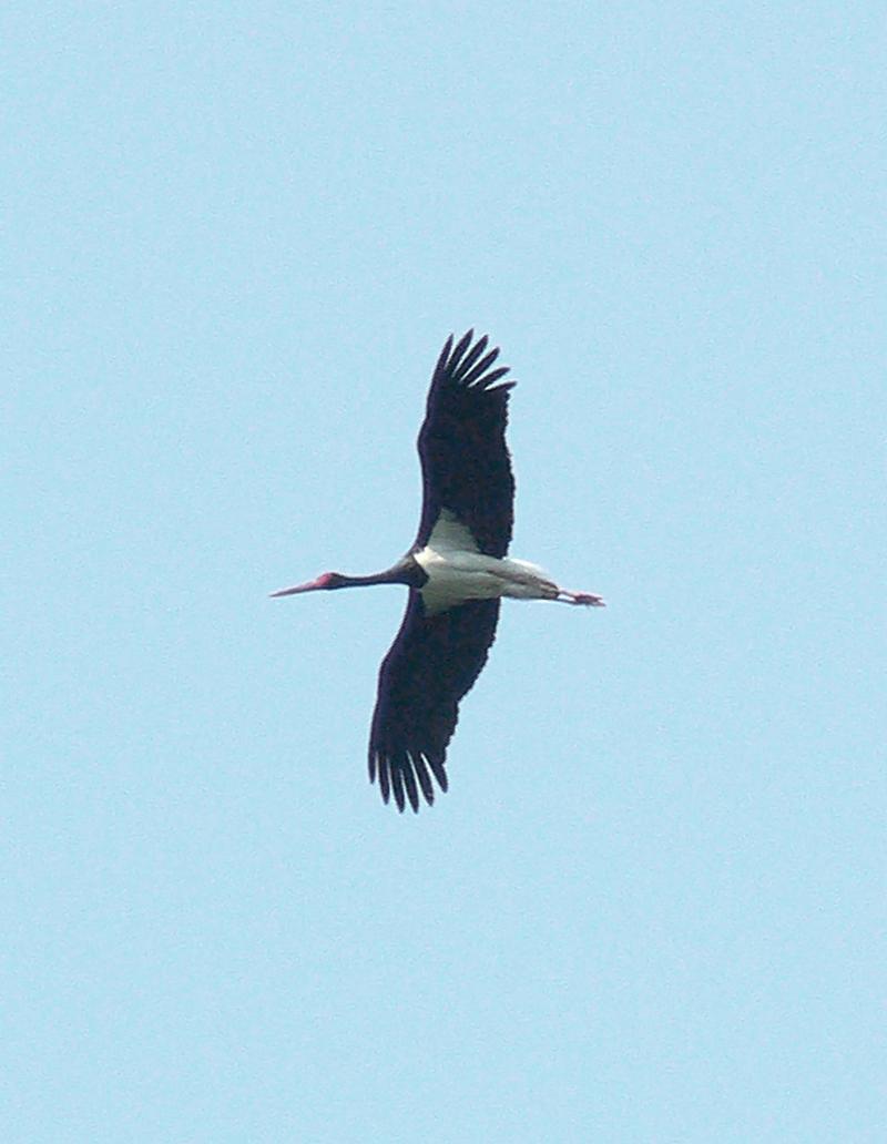 Black Stork Photo by Steven Mlodinow