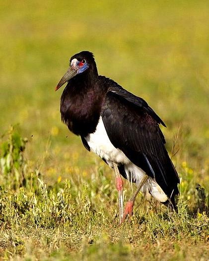 Abdim's Stork Photo by Francesco Veronesi