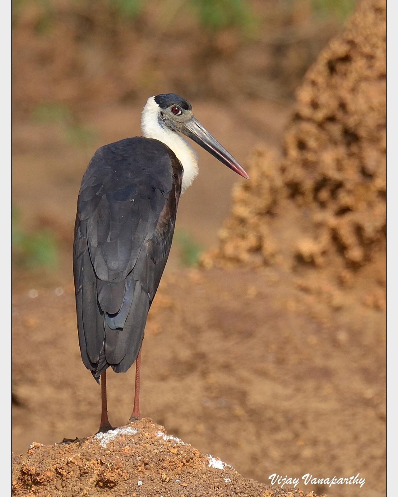 Woolly-necked Stork Photo by Vijay Vanaparthy