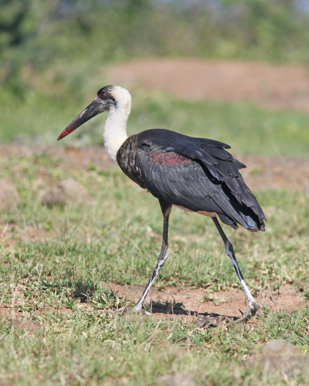 Woolly-necked Stork Photo by Henk Baptist