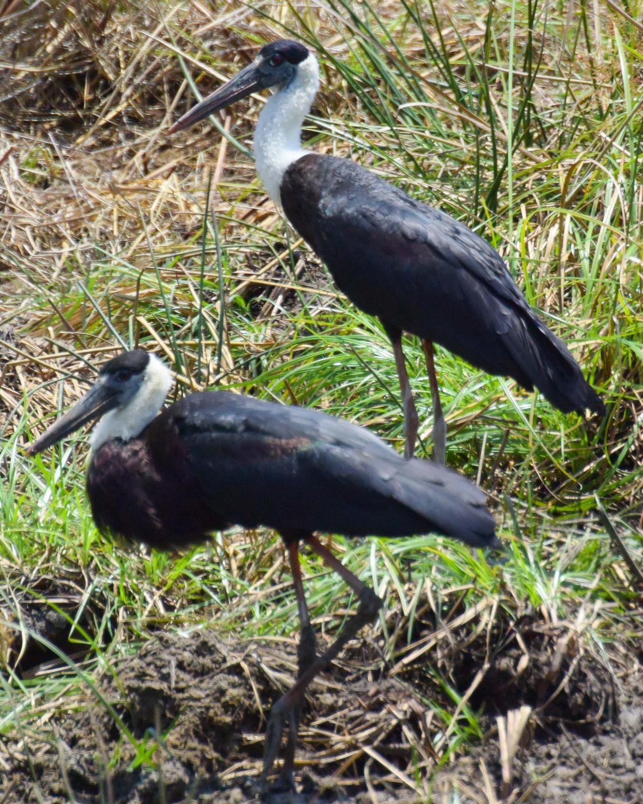 Woolly-necked Stork Photo by Steve Percival