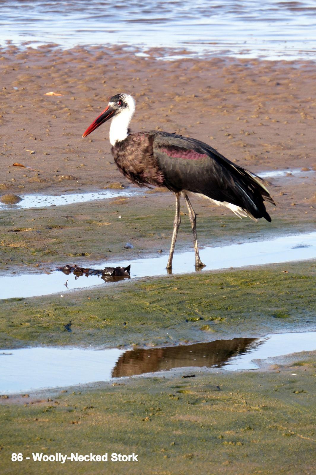 Woolly-necked Stork Photo by Richard  Lowe