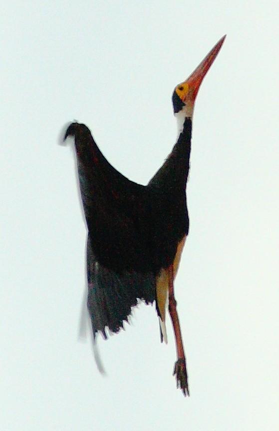 Storm's Stork Photo by Lee Harding