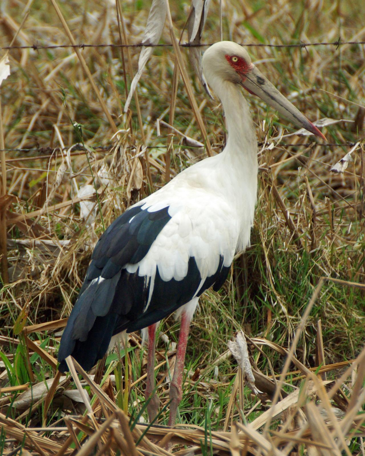 Maguari Stork Photo by Robert Polkinghorn