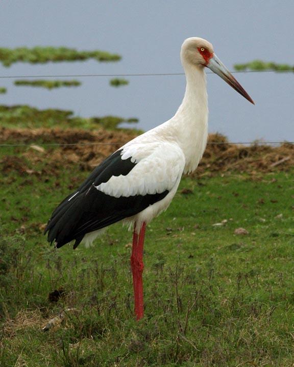 Maguari Stork Photo by Peter Boesman