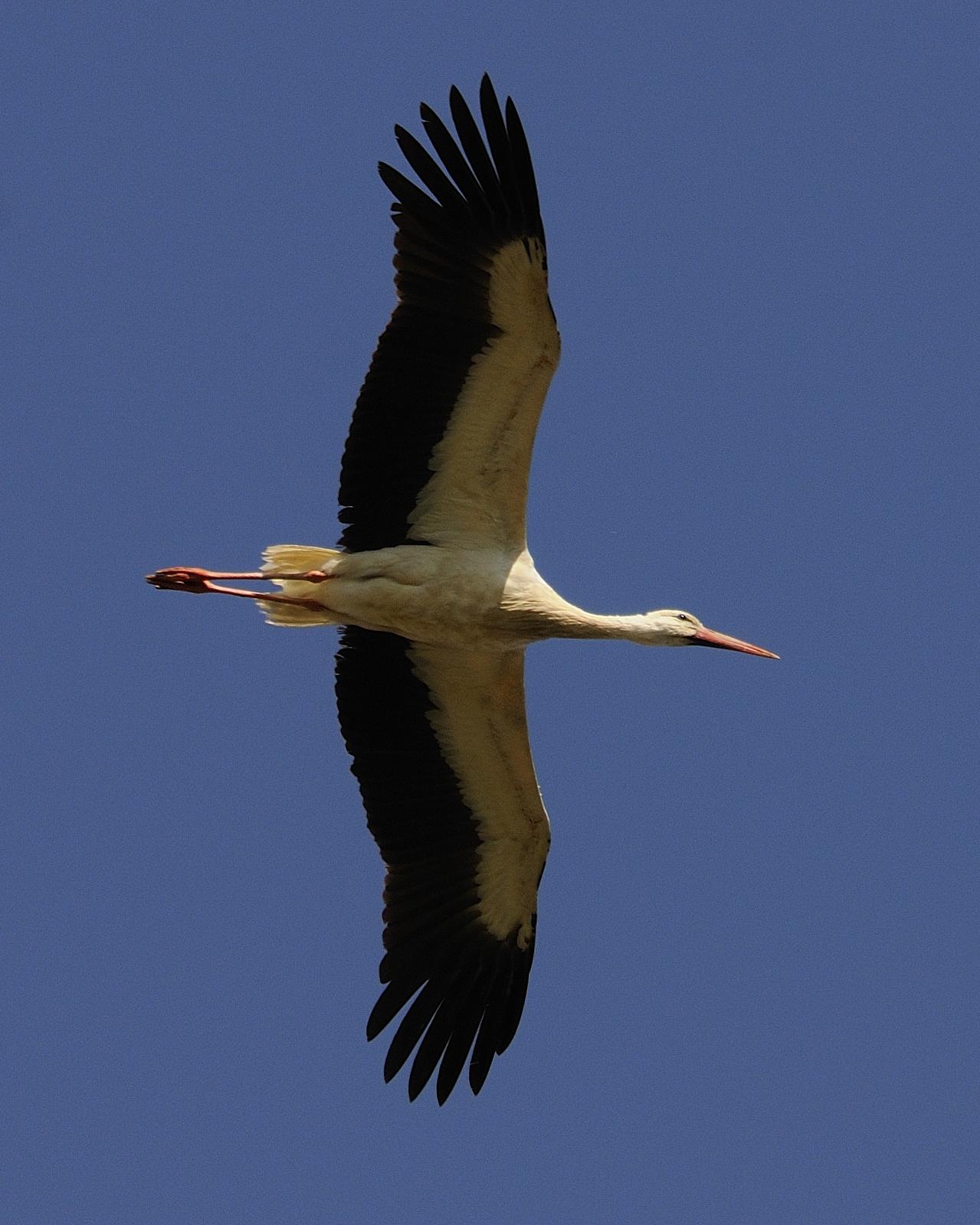 White Stork Photo by Andres Rios