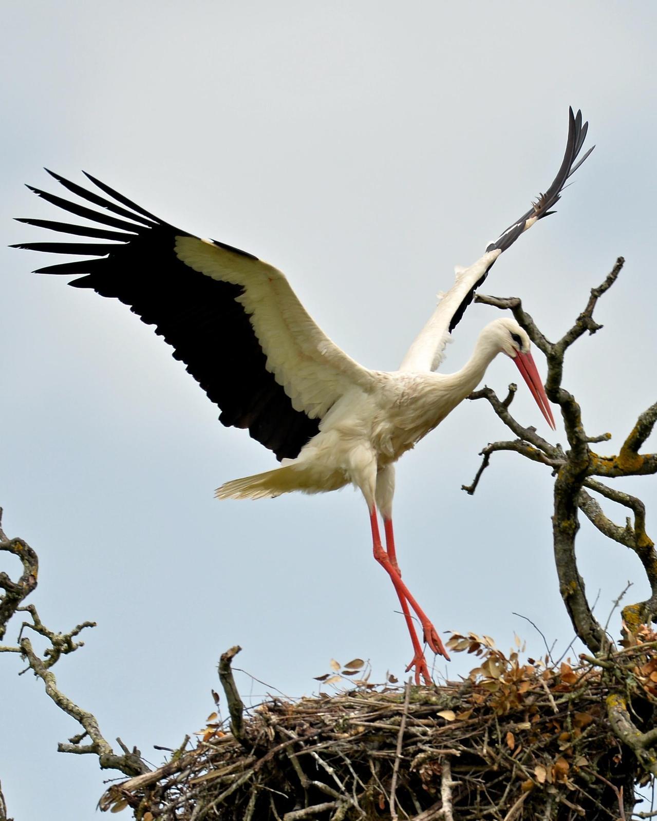 White Stork Photo by Gerald Friesen