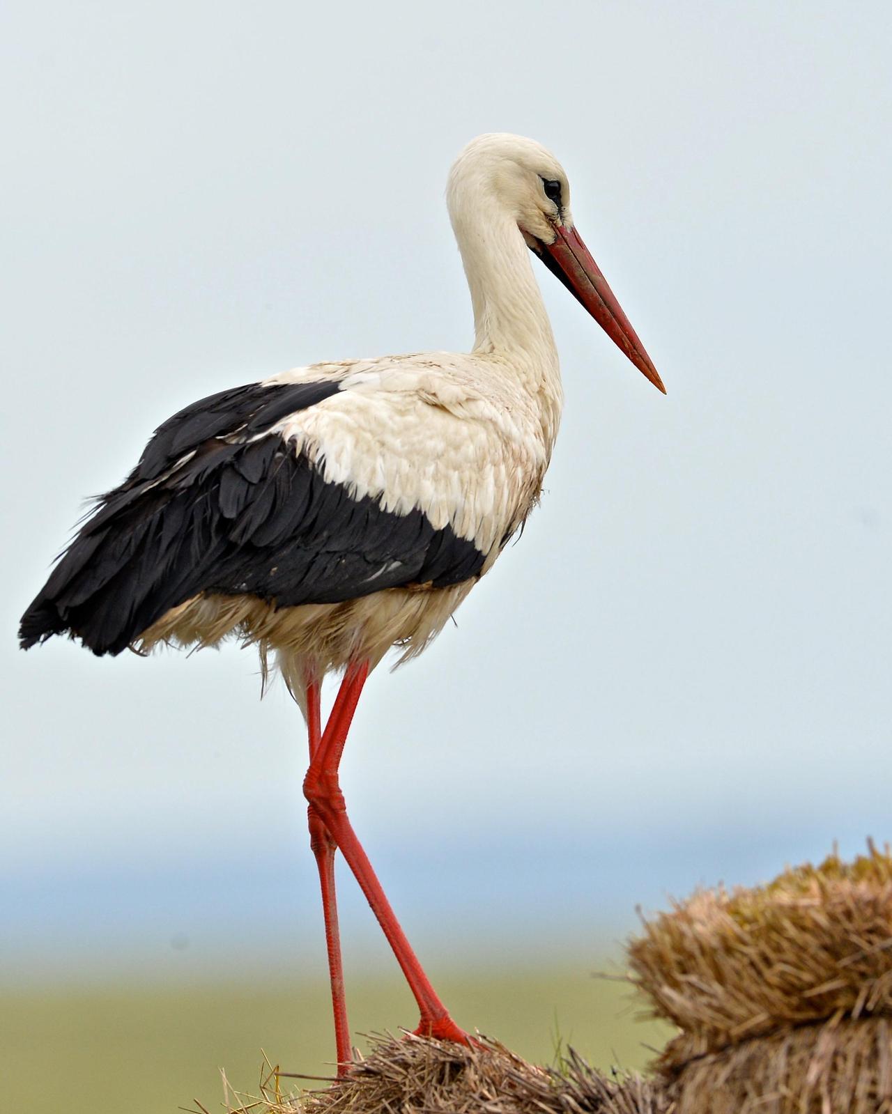 White Stork Photo by Gerald Friesen