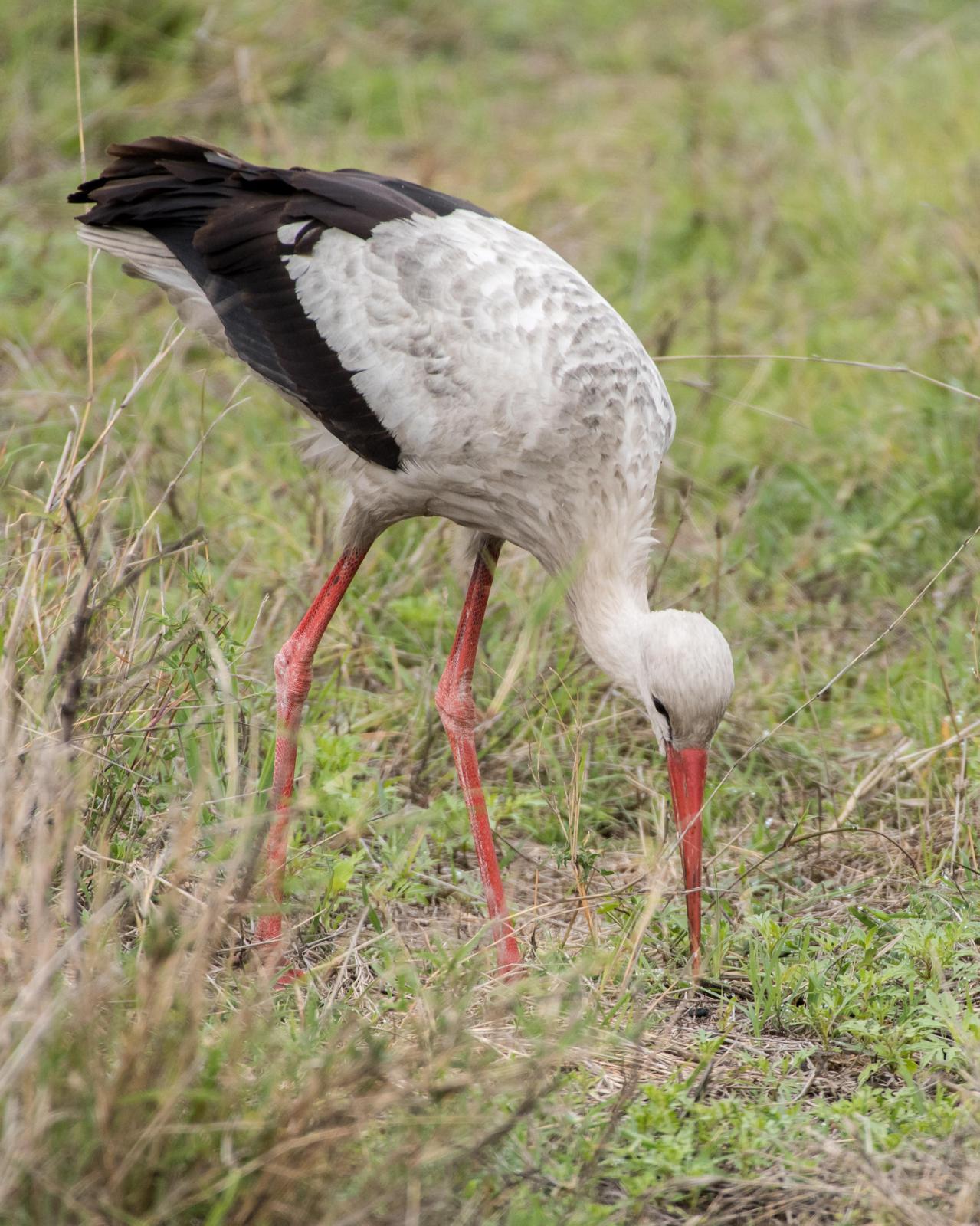 White Stork Photo by Harold Davis