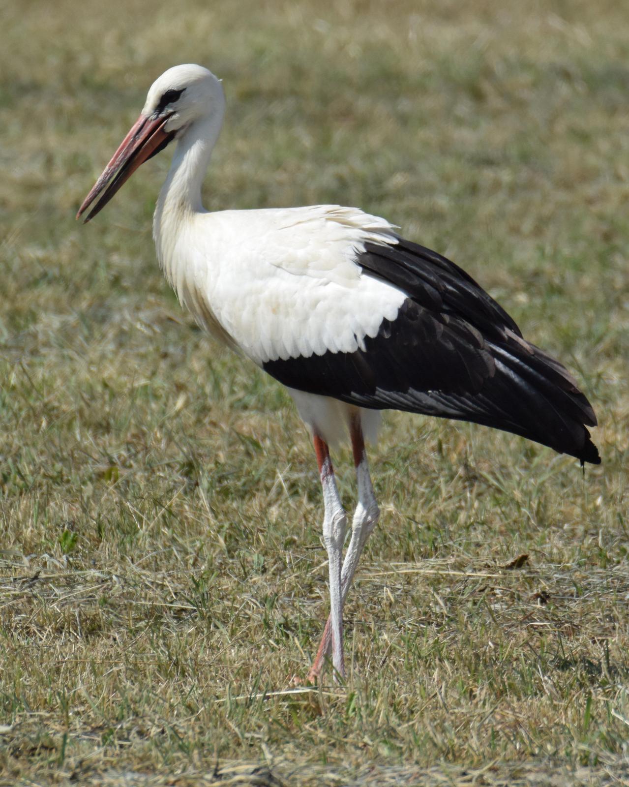 White Stork Photo by Steve Percival