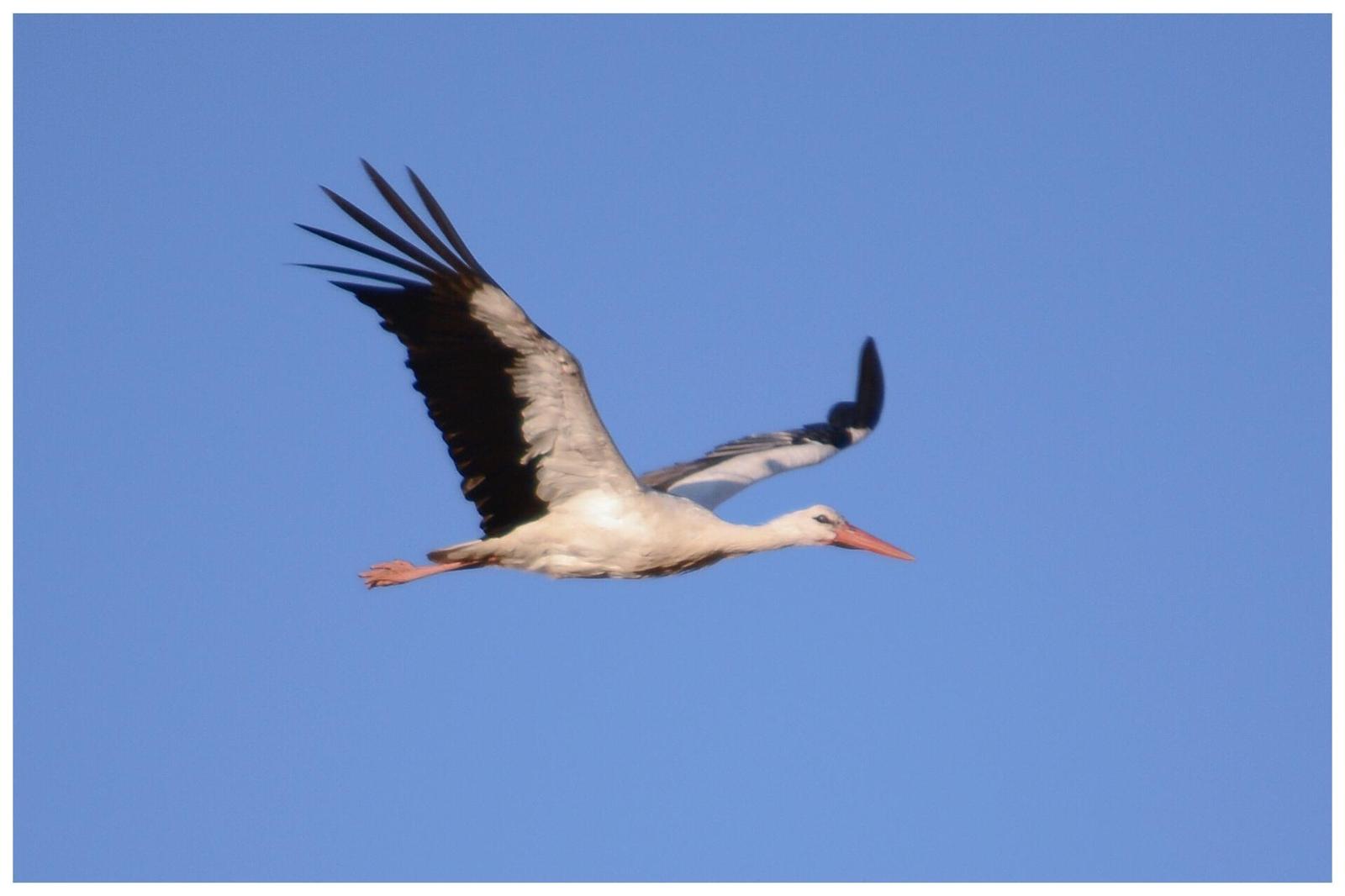 White Stork Photo by Tino Fernandez