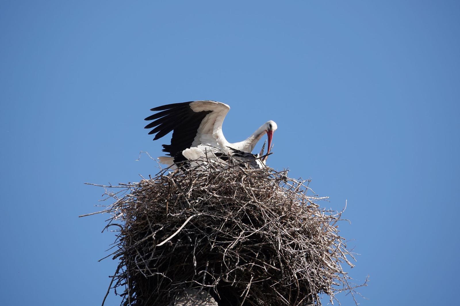 White Stork Photo by Bonnie Clarfield-Bylin