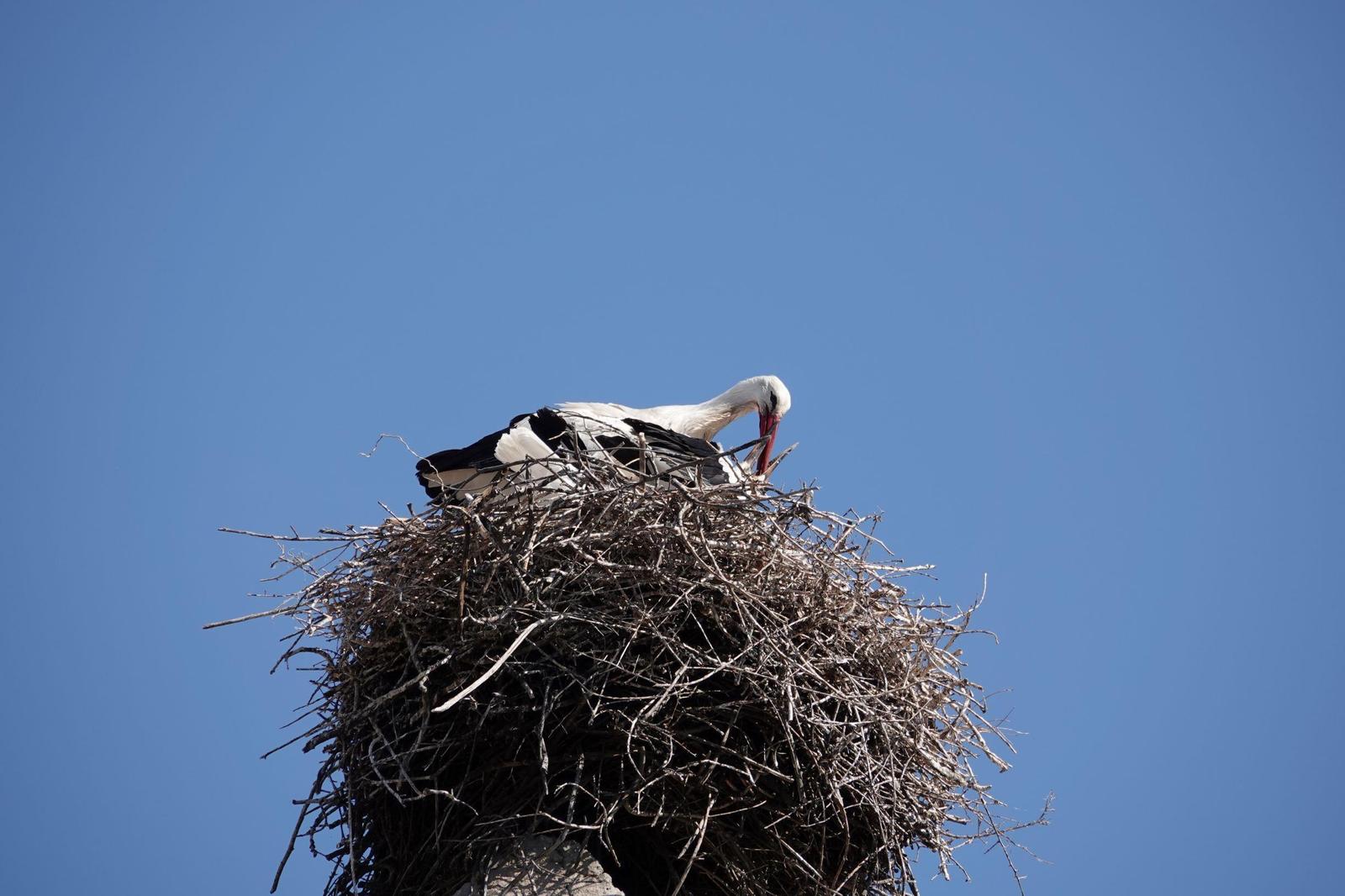 White Stork Photo by Bonnie Clarfield-Bylin