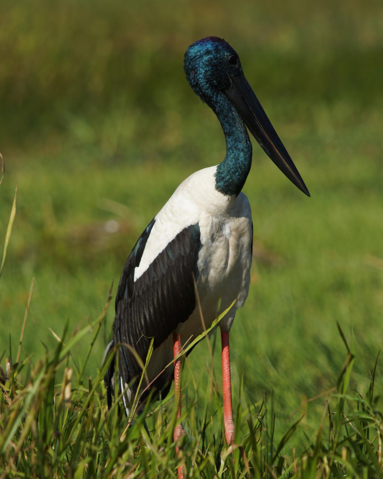 Black-necked Stork Photo by Steve Percival