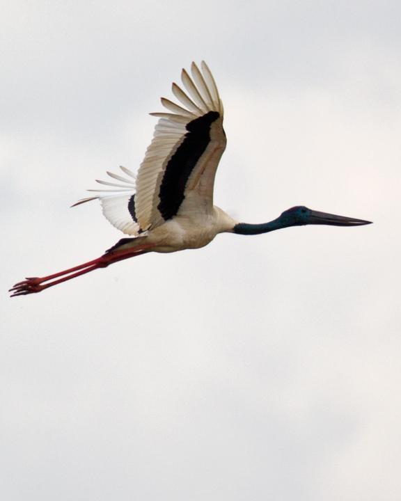 Black-necked Stork Photo by Mat Gilfedder