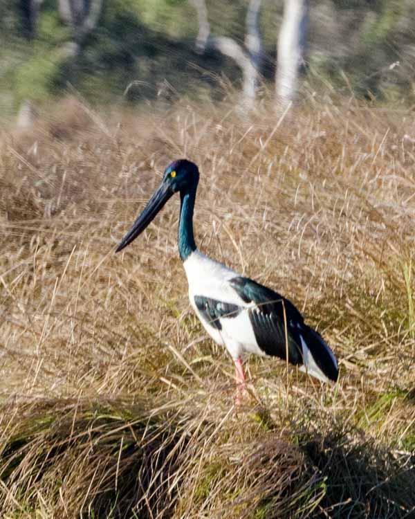 Black-necked Stork Photo by Bob Hasenick