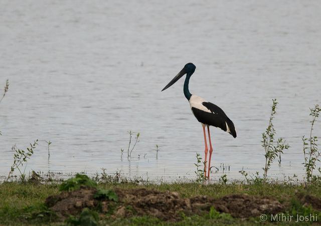 Black-necked Stork Photo by Mihir Joshi