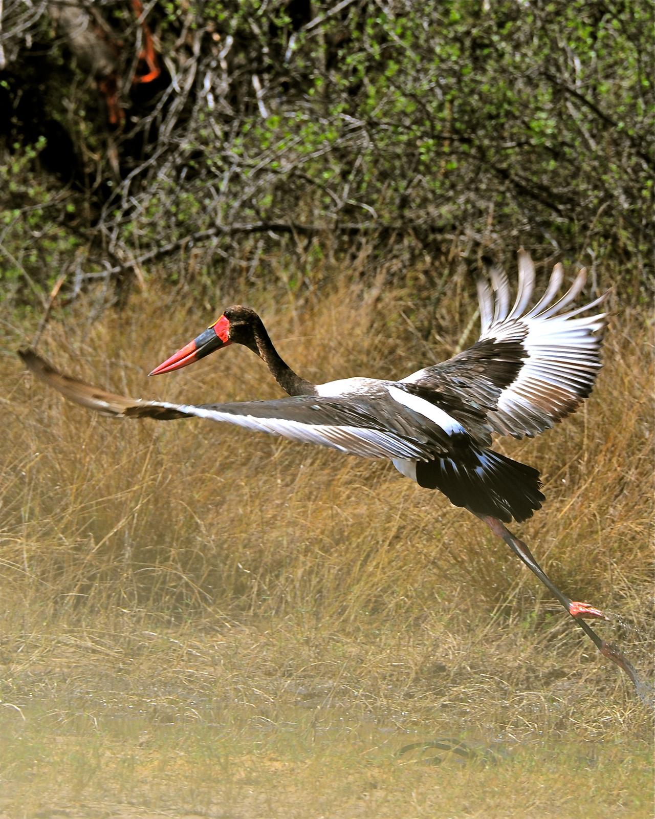 Saddle-billed Stork Photo by Gerald Friesen