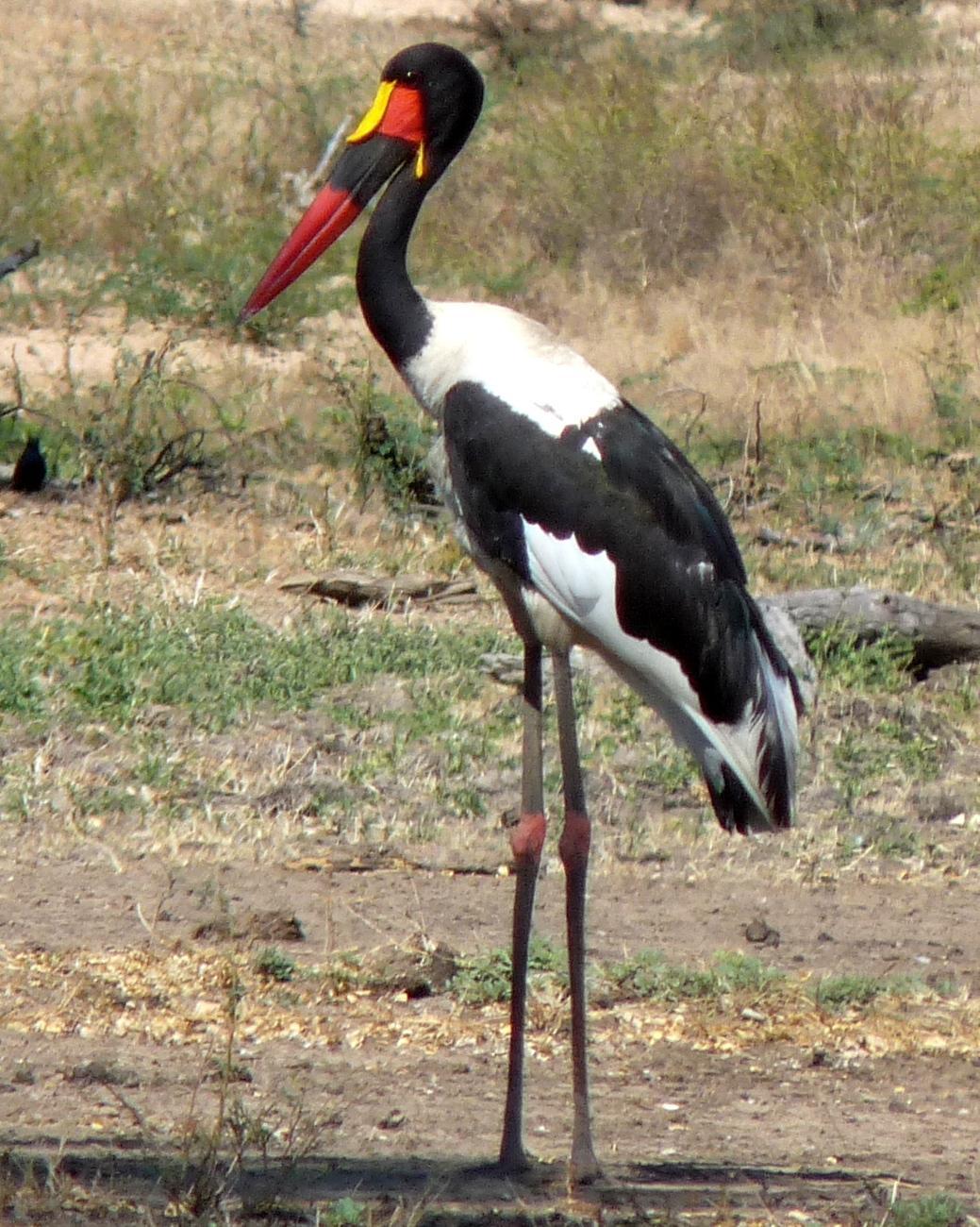 Saddle-billed Stork Photo by Peter Lowe