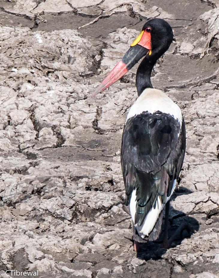 Saddle-billed Stork Photo by Chandra Tibrewal