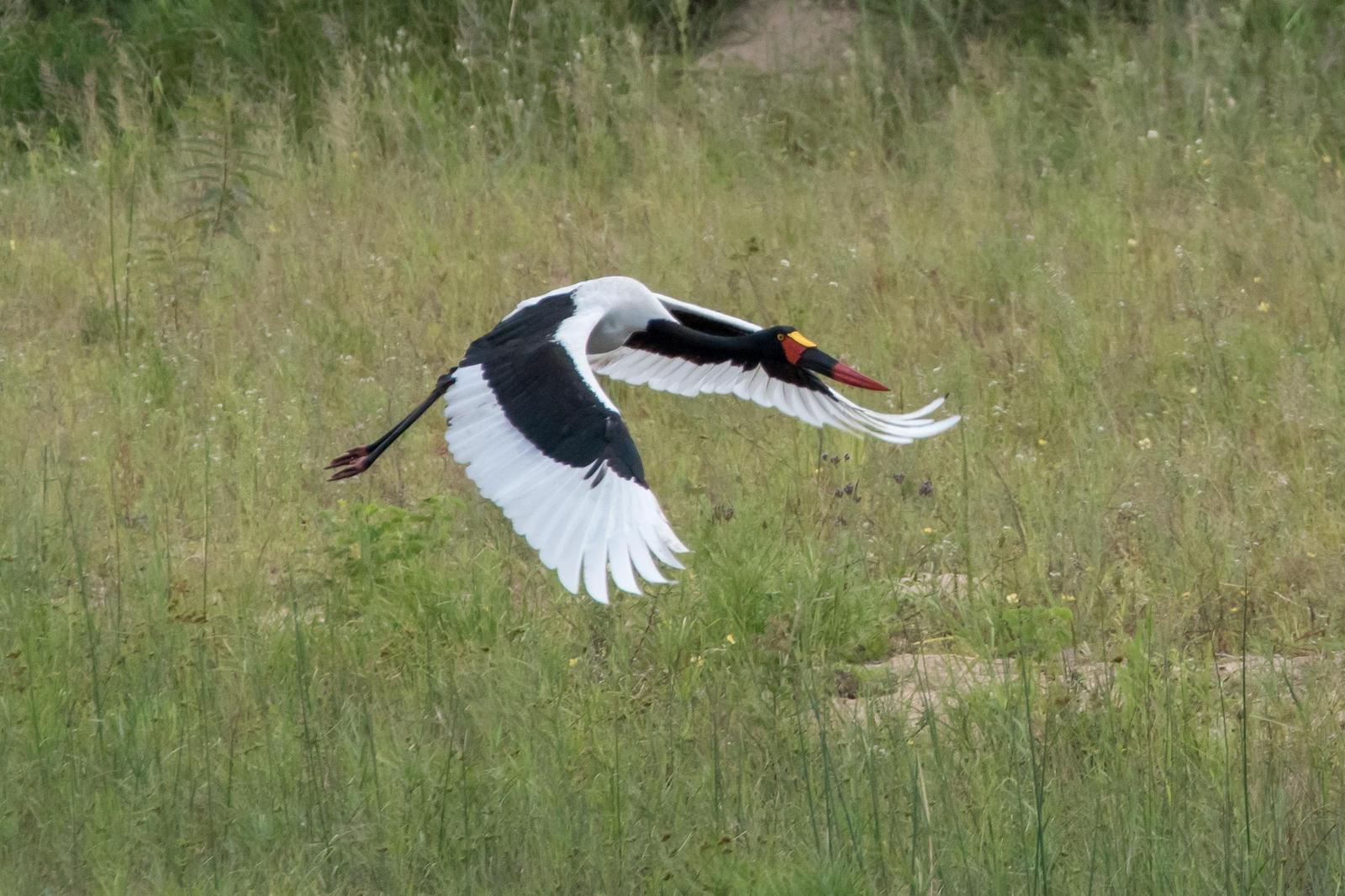 Saddle-billed Stork Photo by Gerald Hoekstra