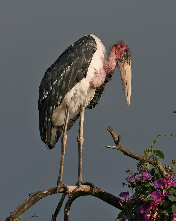 Marabou Stork Photo by Arlene Ripley