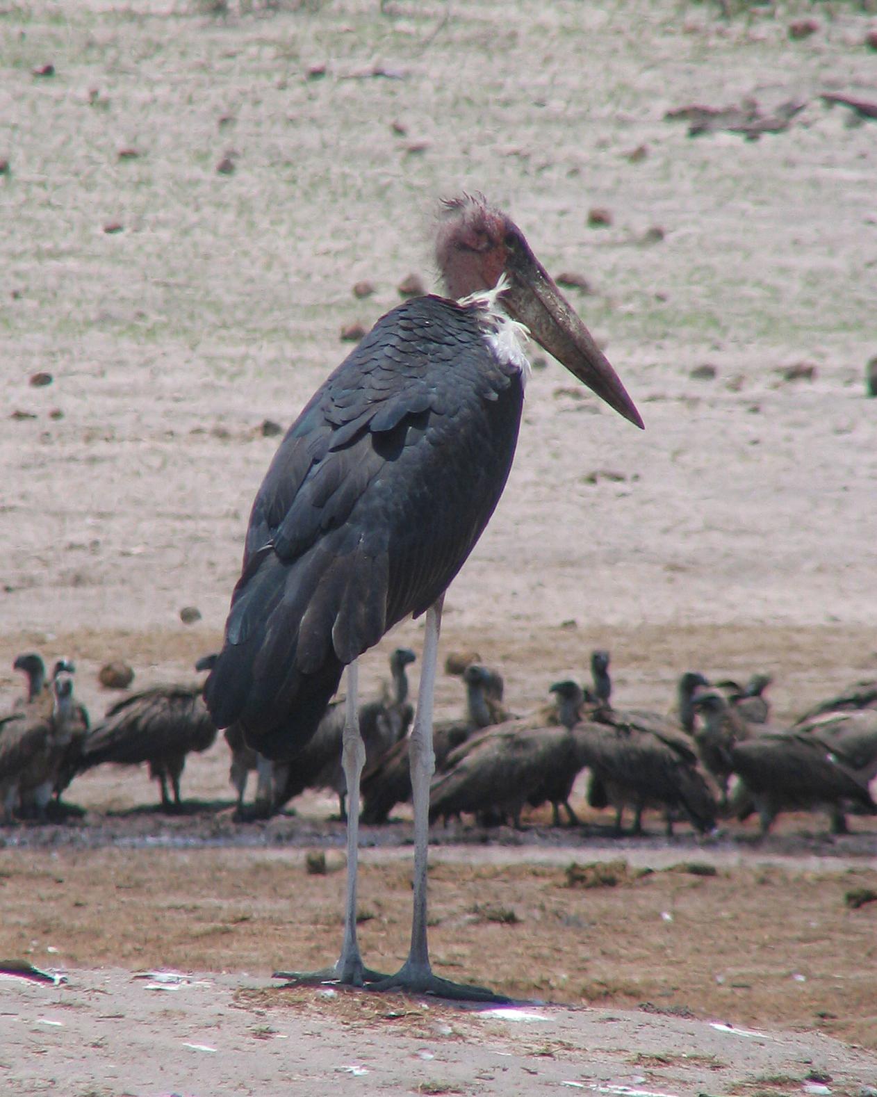 Marabou Stork Photo by Henk Baptist
