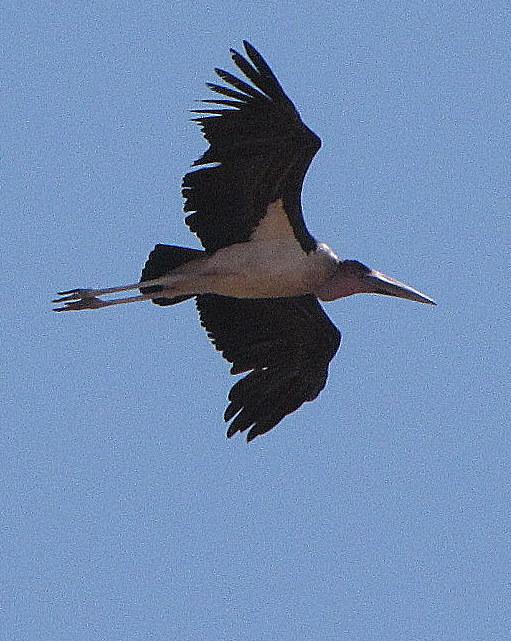 Marabou Stork Photo by Richard  Lowe