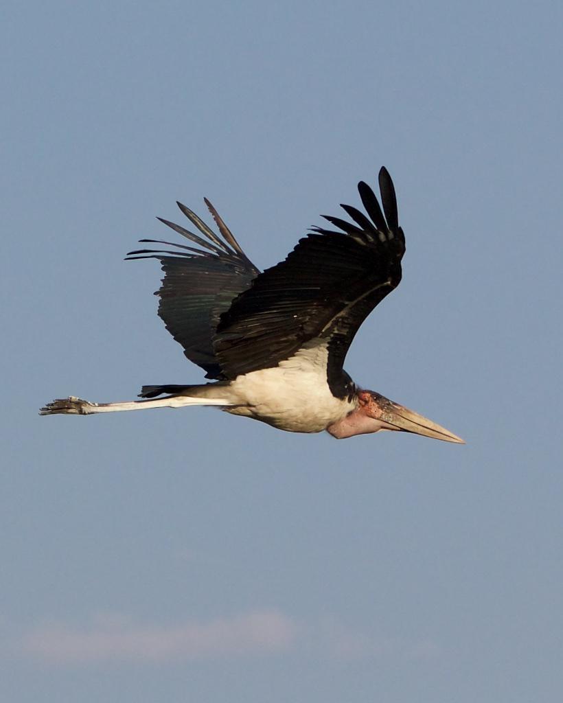 Marabou Stork Photo by Denis Rivard