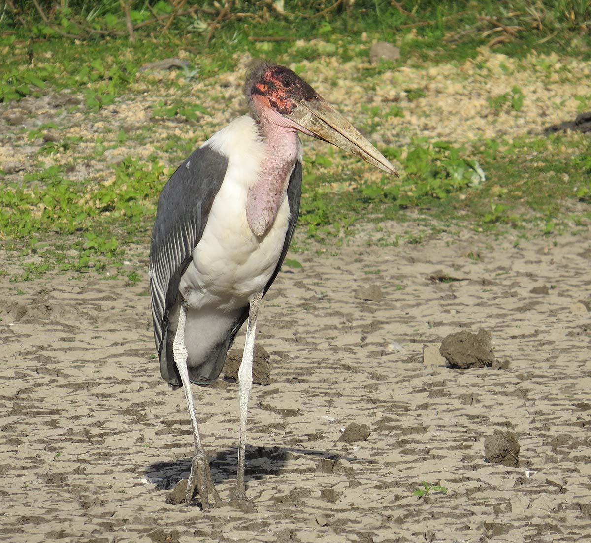 Marabou Stork Photo by Peter Boesman