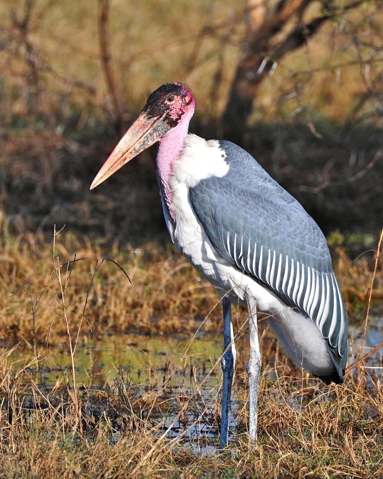 Marabou Stork Photo by Gerald Friesen