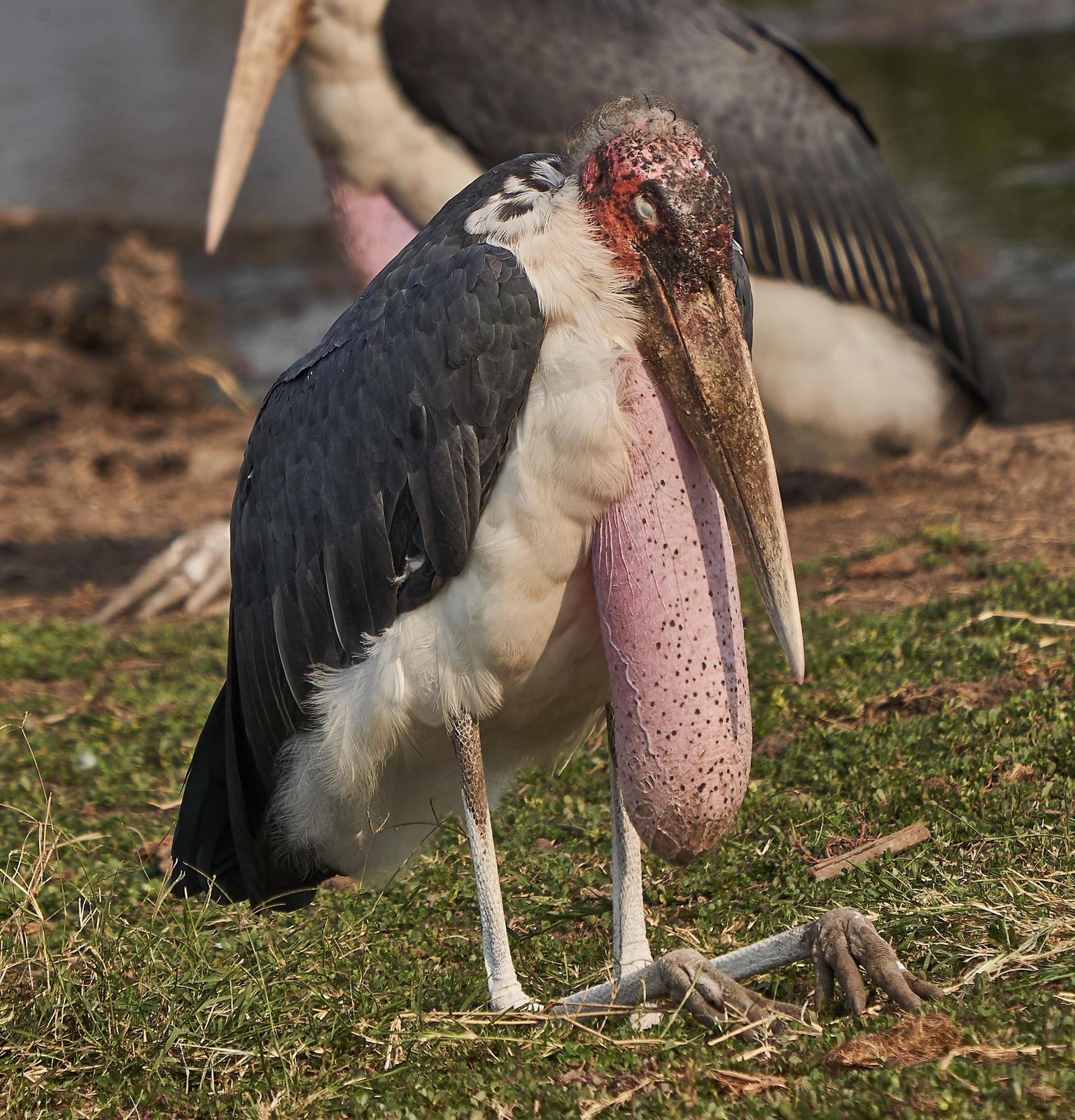 Marabou Stork Photo by Steven Cheong