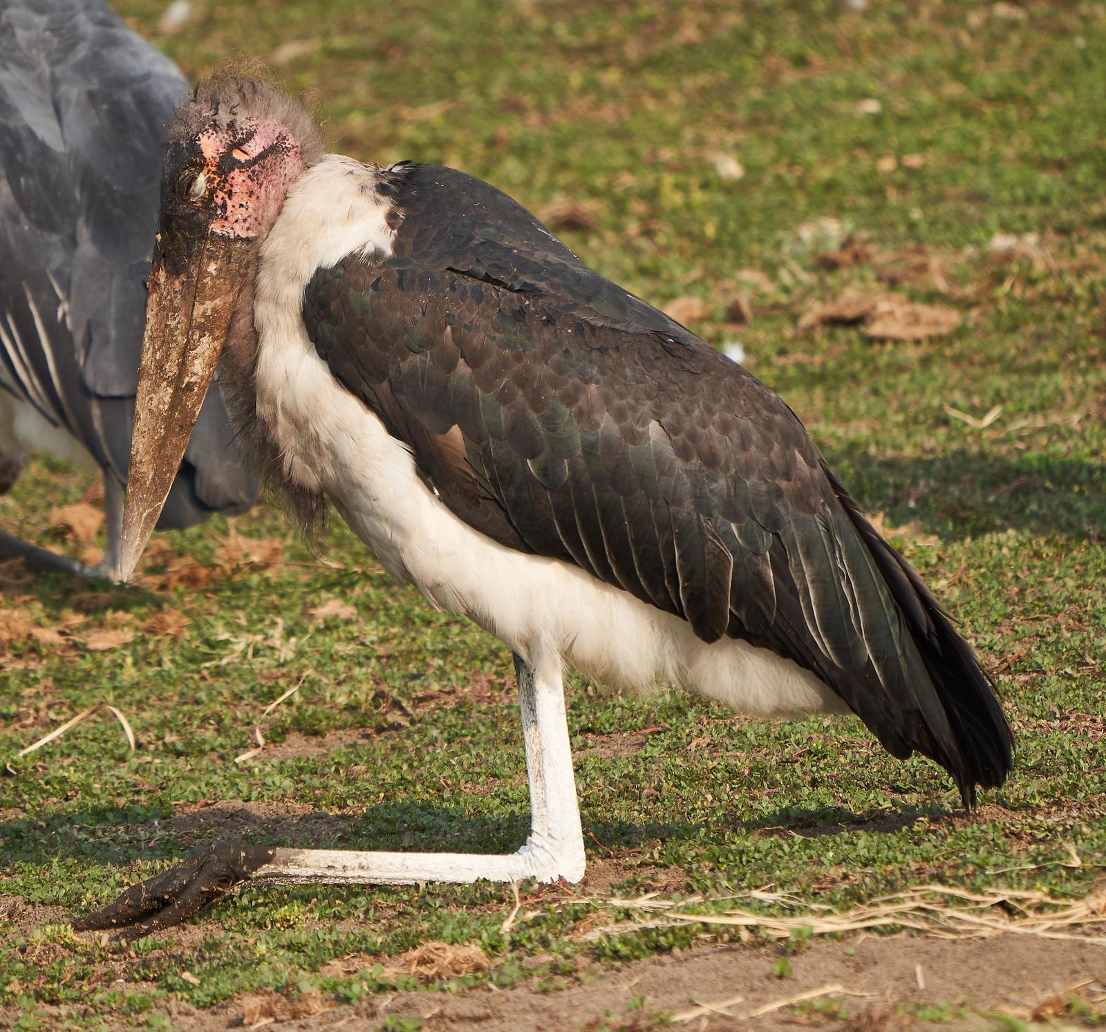 Marabou Stork Photo by Steven Cheong