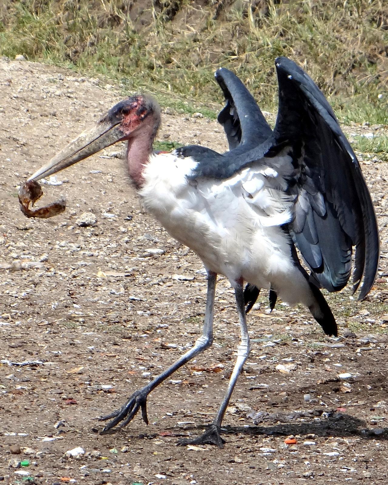 Marabou Stork Photo by Todd A. Watkins