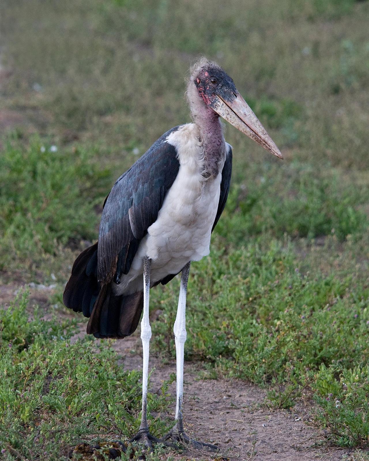 Marabou Stork Photo by Carol Foil