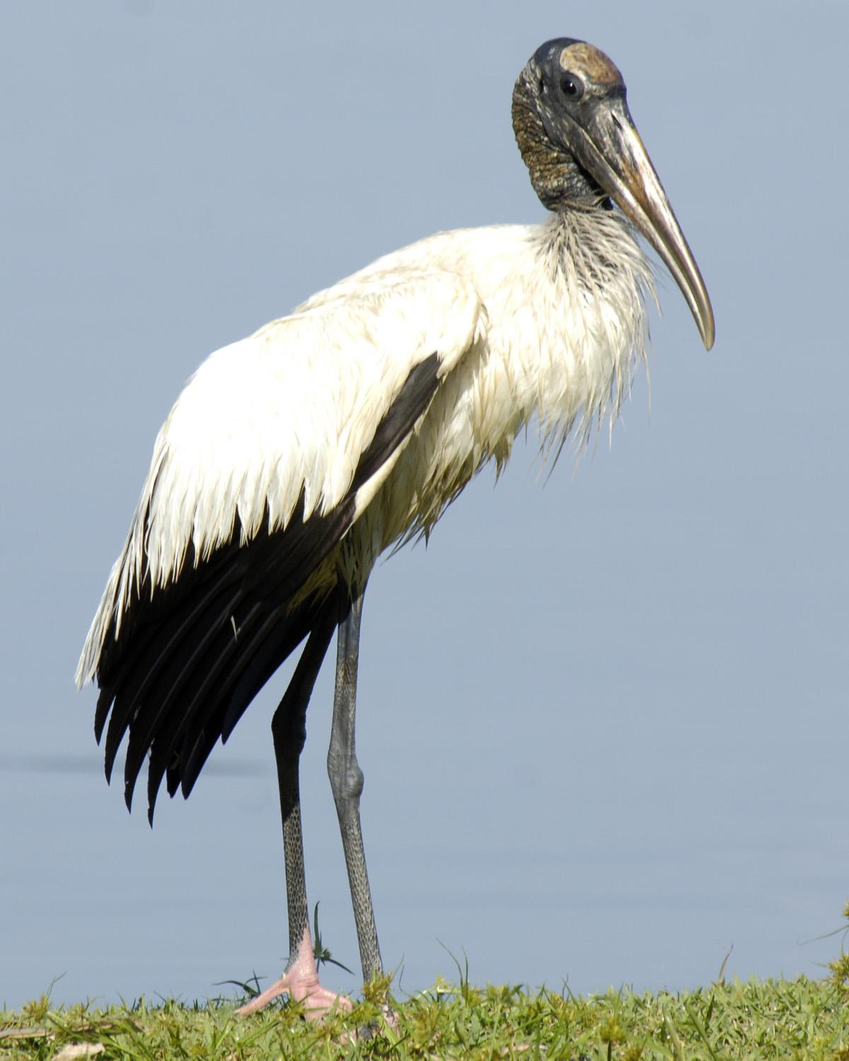 Wood Stork Photo by Magill Weber