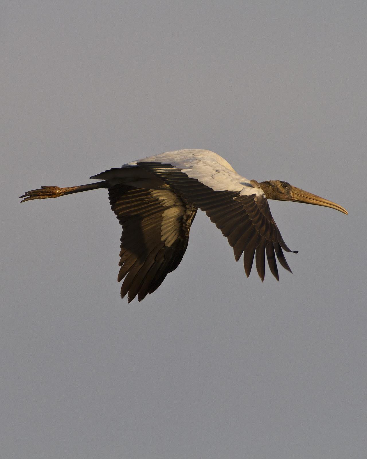 Wood Stork Photo by Bill Adams