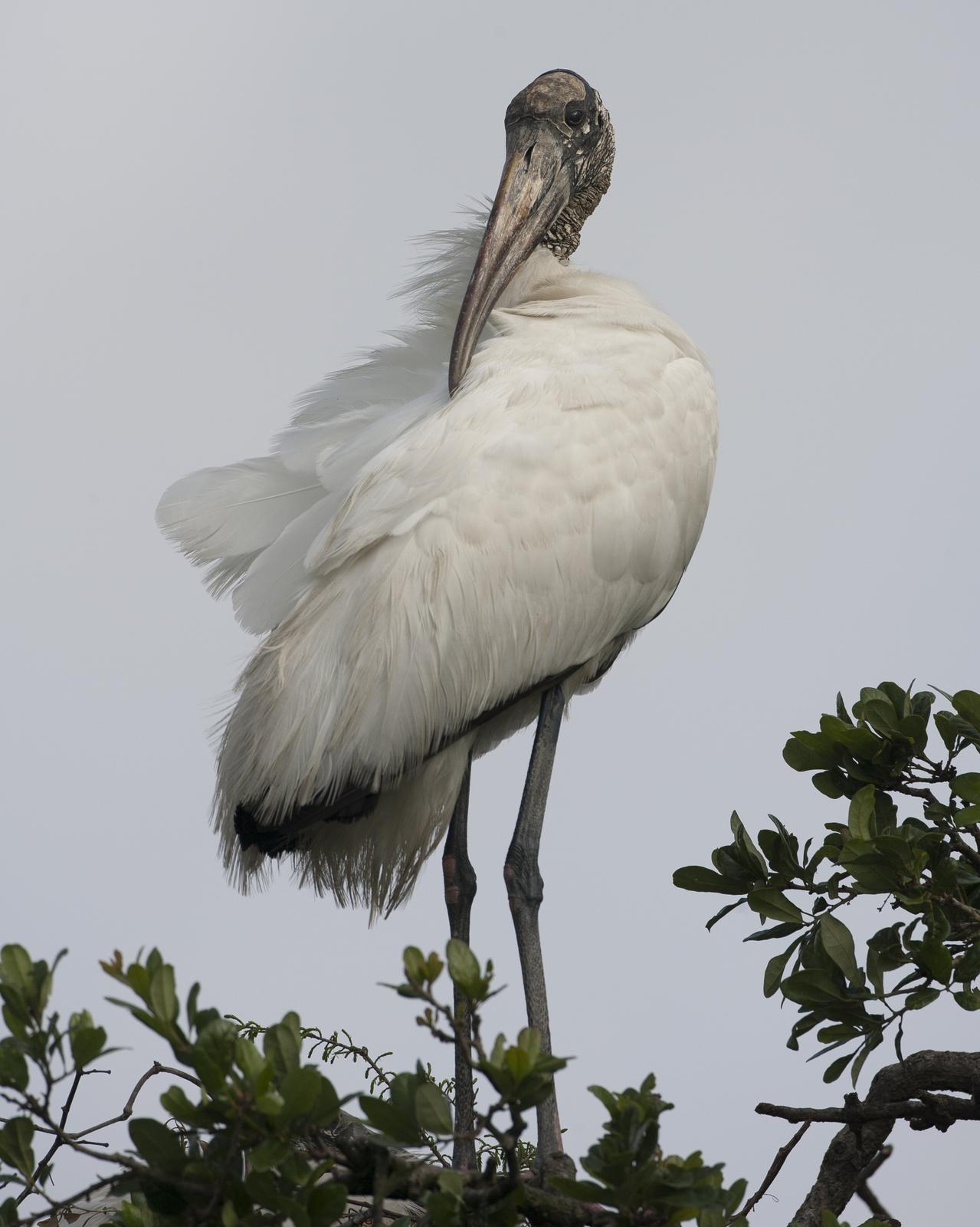 Wood Stork Photo by Jeff Moore