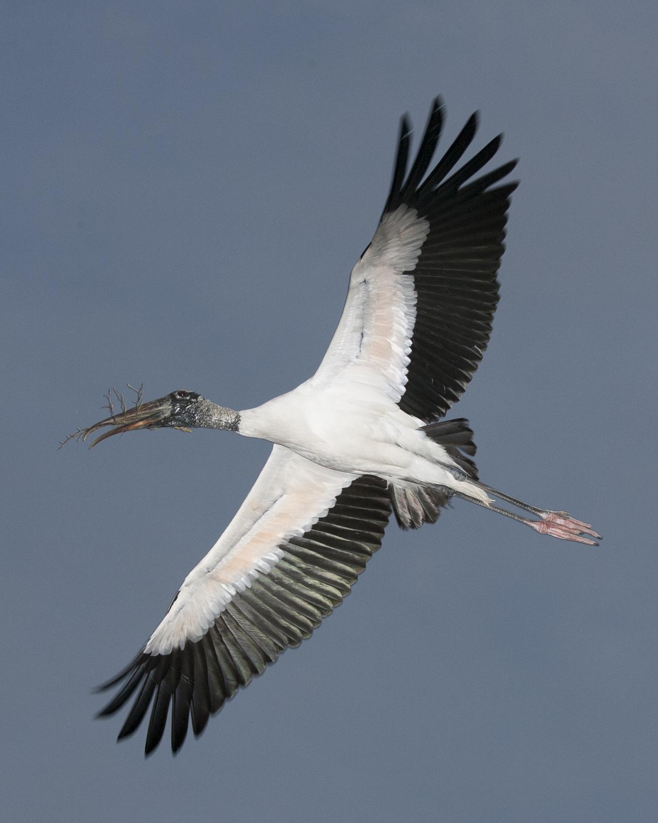 Wood Stork Photo by Jeff Moore