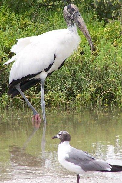 Wood Stork Photo by Mike Ballentine