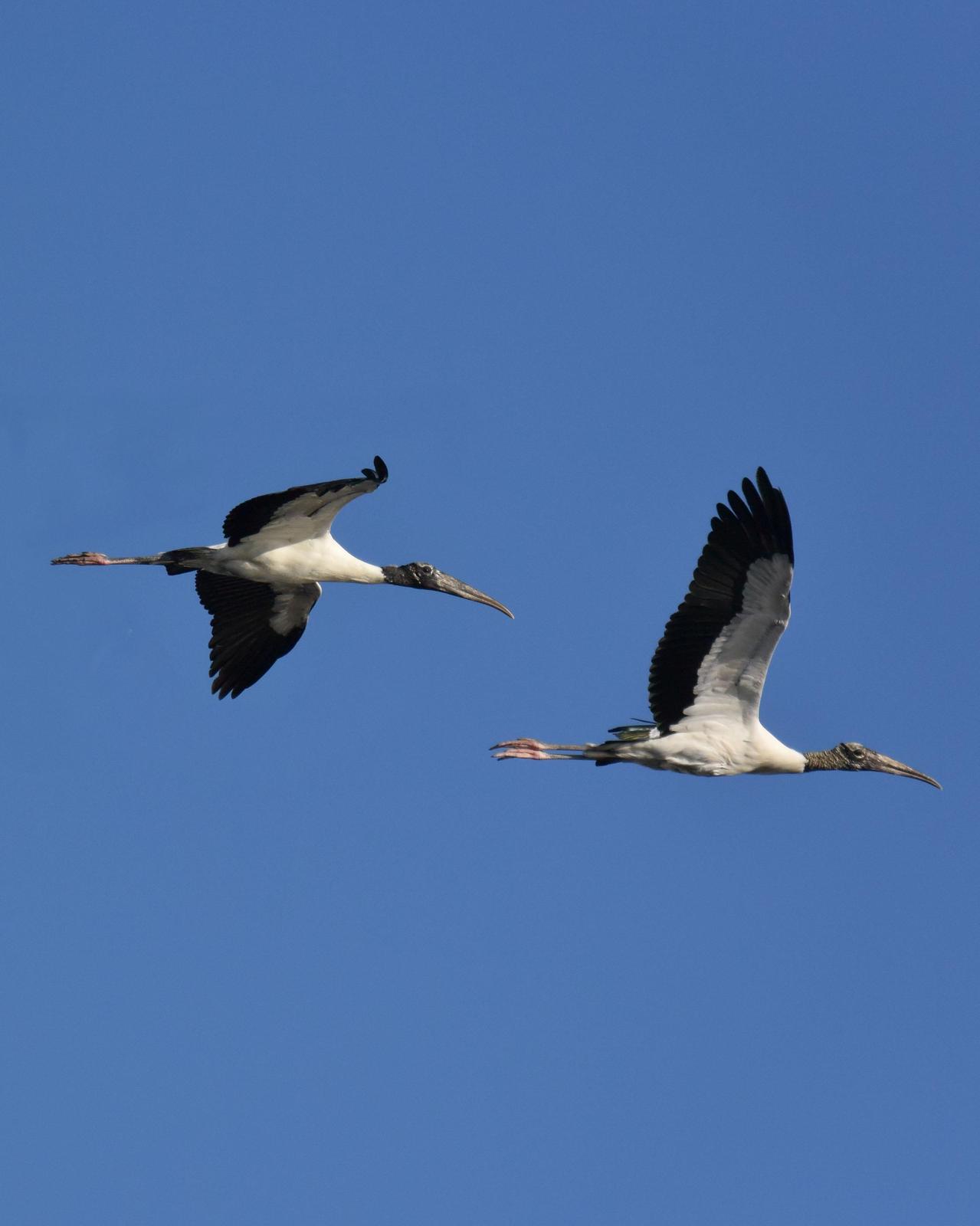 Wood Stork Photo by Emily Percival