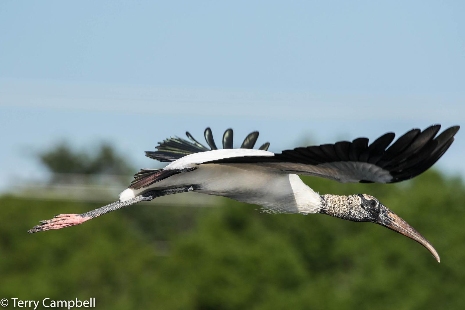 Wood Stork Photo by Terry Campbell