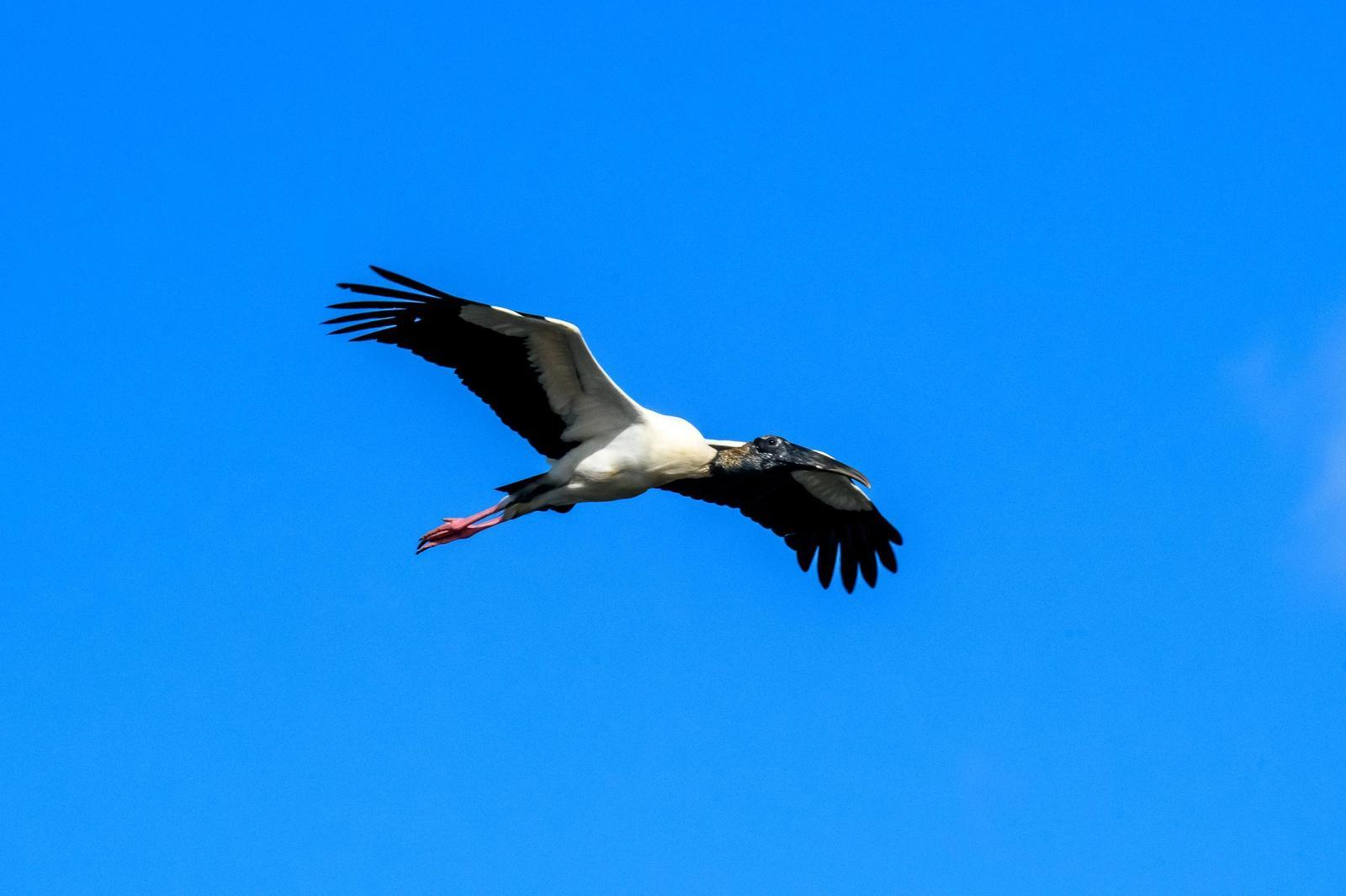 Wood Stork Photo by Gerald Hoekstra