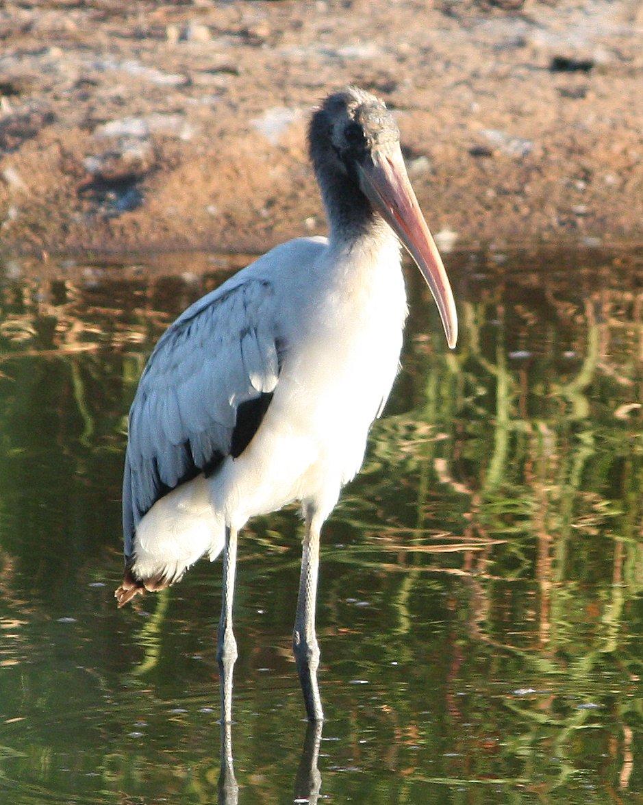 Wood Stork Photo by Andrew Core