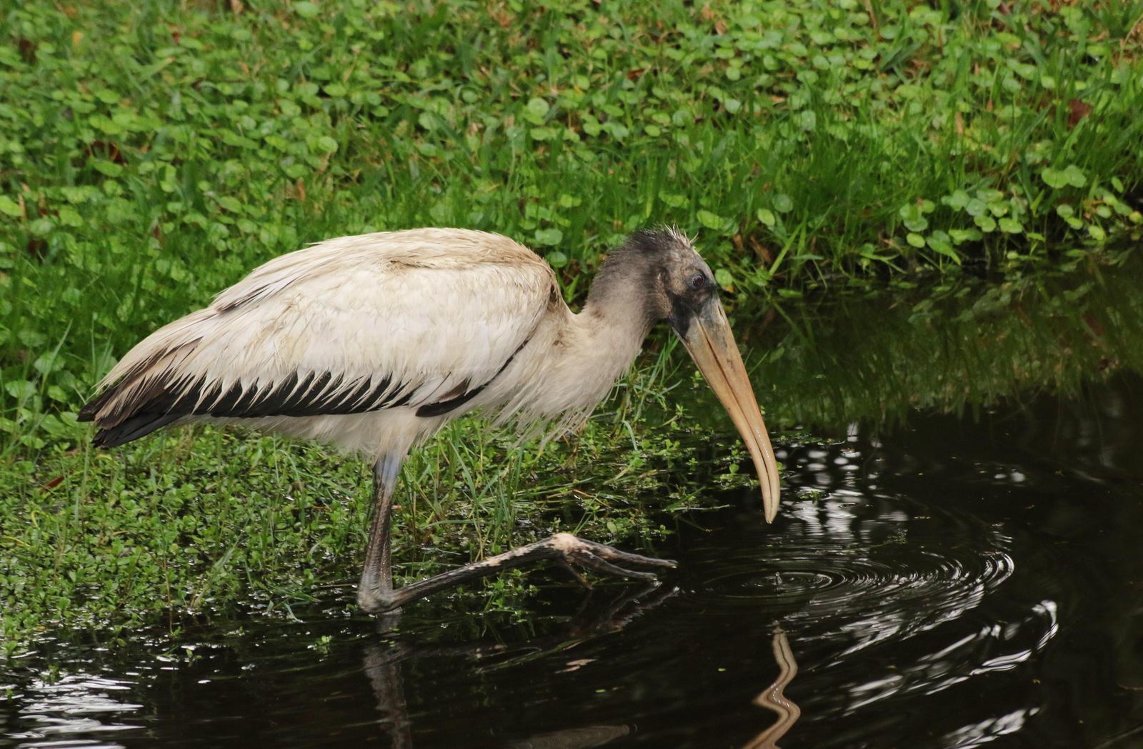 Wood Stork Photo by Peter Bergeson