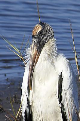 Wood Stork Photo by Dan Tallman