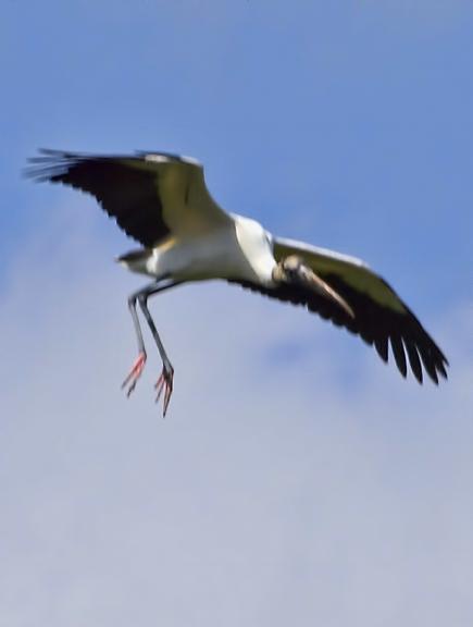 Wood Stork Photo by Dan Tallman