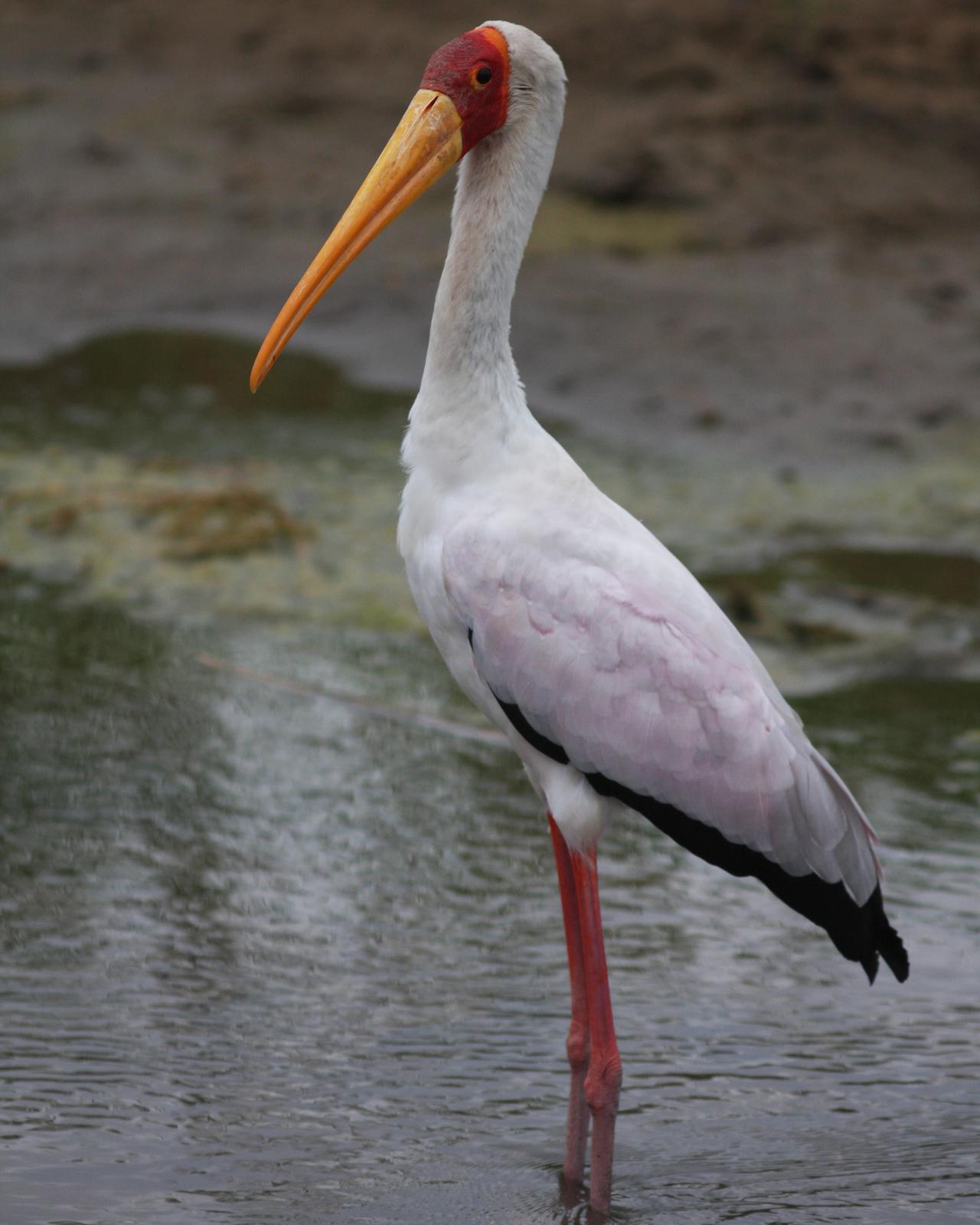 Yellow-billed Stork Photo by Henk Baptist