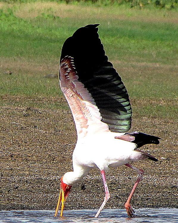Yellow-billed Stork Photo by Richard  Lowe